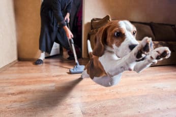 dog running away from a hoover