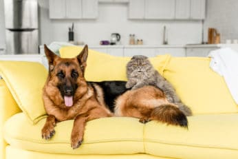 pets on the sofa