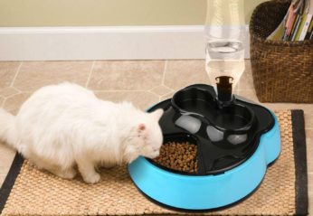 a cat feeding from a petfood and water dispenser