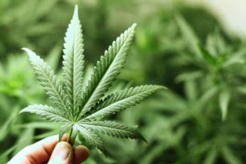 hand holding a Cannabis plant