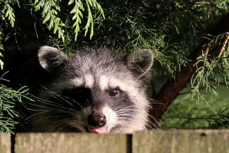 best wildlife camera uk