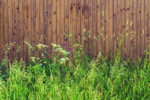 Background blank wooden fence overgrown with tall grass vertical