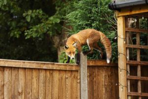Close up of a Red fox walking on the fence in the back garden