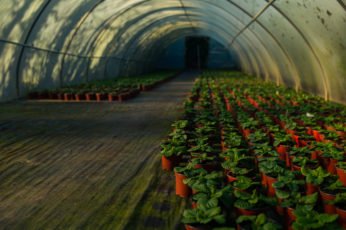 plants inside polycarbonate shed