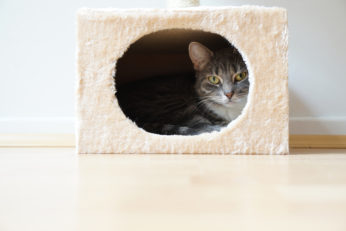 cave-style hideaway for felines